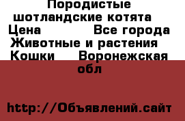 Породистые шотландские котята. › Цена ­ 5 000 - Все города Животные и растения » Кошки   . Воронежская обл.